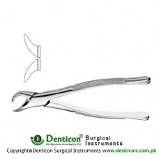 Cowhorn American Pattern Tooth Extracting Forcep Fig. 23 (For Lower Molars) Stainless Steel, Standard